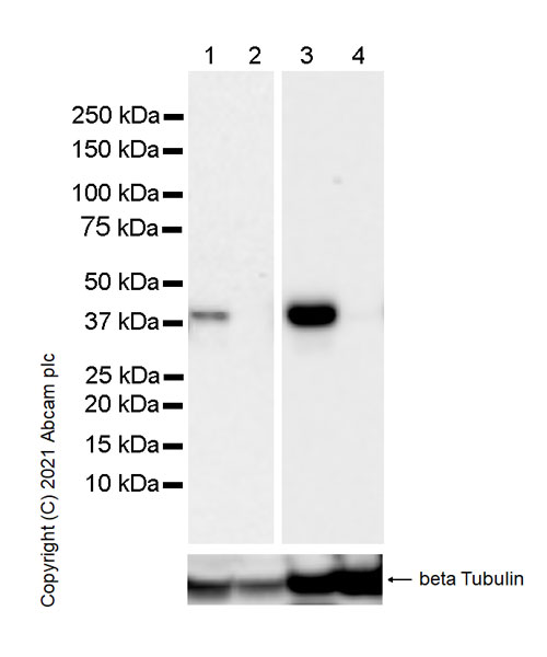 Western blot - Anti-PBK/SPK antibody [31/PBK] (AB280209), expandable thumbnail