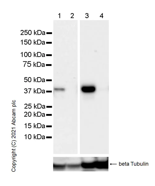 Western blot - Anti-PBK/SPK antibody [31/PBK] (AB280209)