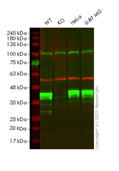 Western blot - Anti-PBK/SPK antibody [31/PBK] - BSA and Azide free (AB280216)