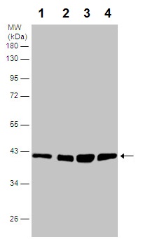 Western blot - Anti-PBK/SPK antibody (AB226923)