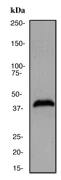 Western blot - Anti-PBK/SPK antibody [EP2520Y] - BSA and Azide free (AB247421)