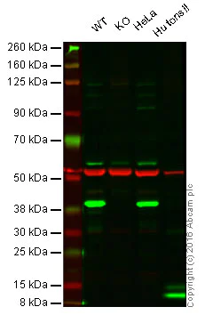 Western blot - Anti-PBK/SPK antibody [EP2520Y] - BSA and Azide free (AB247421)