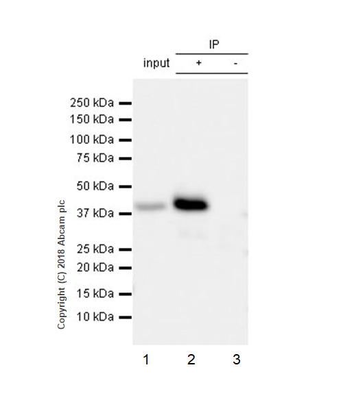 Immunoprecipitation - Anti-PBK/SPK antibody [EPR21982] (AB236871), expandable thumbnail