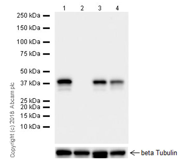 Western blot - Anti-PBK/SPK antibody [EPR21982] (AB236871), expandable thumbnail
