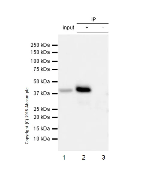Immunoprecipitation - Anti-PBK/SPK antibody [EPR21982] - BSA and Azide free (AB239756)
