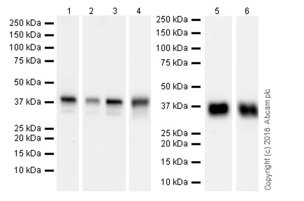Western blot - Anti-PBK/SPK antibody [EPR21982] - BSA and Azide free (AB239756)