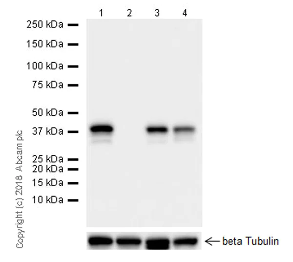 Western blot - Anti-PBK/SPK antibody [EPR21982] - BSA and Azide free (AB239756)