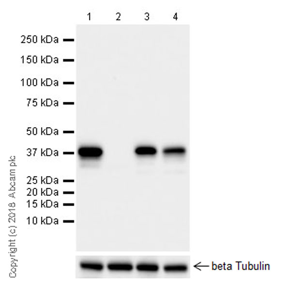 Western blot - Anti-PBK/SPK antibody [EPR21983] (AB236872)