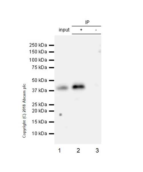 Immunoprecipitation - Anti-PBK/SPK antibody [EPR21983] - BSA and Azide free (AB239760)