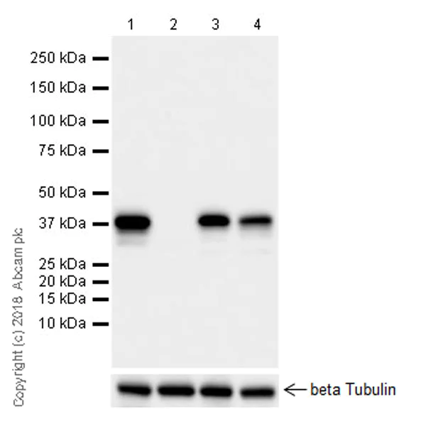 Western blot - Anti-PBK/SPK antibody [EPR21983] - BSA and Azide free (AB239760)
