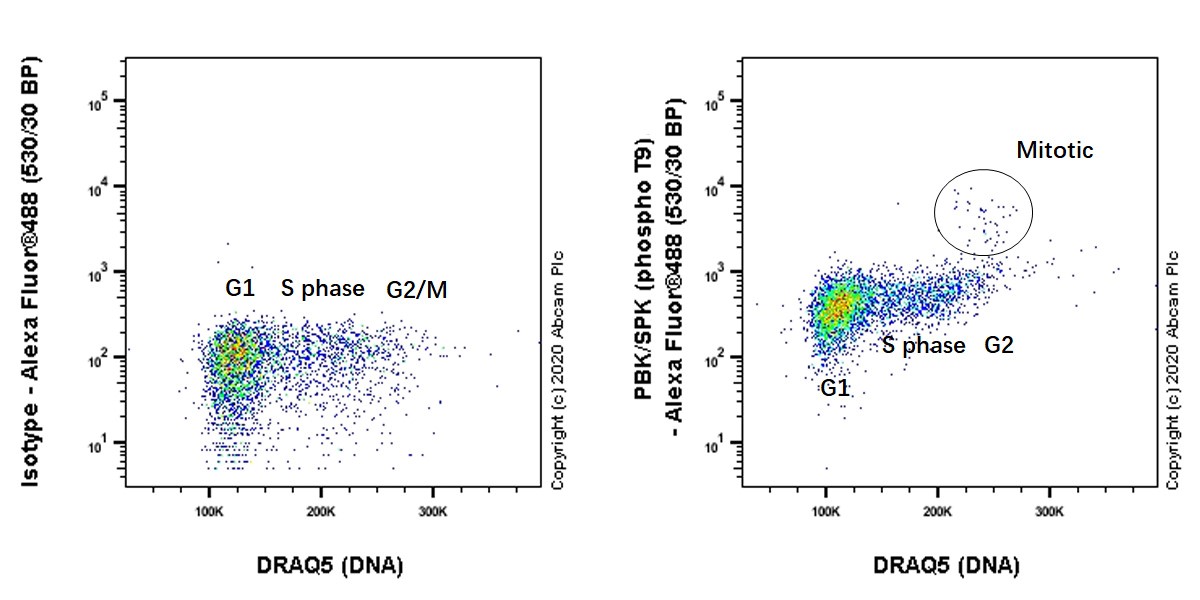 Flow Cytometry (Intracellular) - Anti-PBK/SPK (phospho T9) antibody [EPR2475(N)] - BSA and Azide free (AB250790), expandable thumbnail