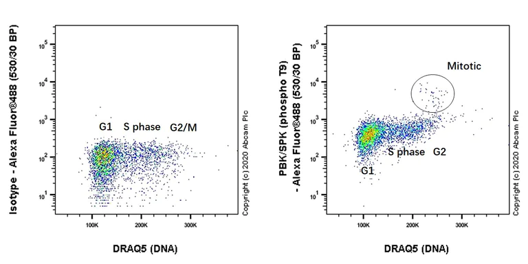 Flow Cytometry (Intracellular) - Anti-PBK/SPK (phospho T9) antibody [EPR2475(N)] - BSA and Azide free (AB250790)