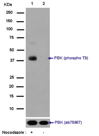 Western blot - Anti-PBK/SPK (phospho T9) antibody [EPR2475(N)] - BSA and Azide free (AB250790), expandable thumbnail