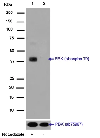 Western blot - Anti-PBK/SPK (phospho T9) antibody [EPR2475(N)] - BSA and Azide free (AB250790)