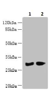 Western blot - Anti-PBLD antibody (AB235947)