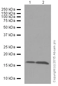 Western blot - Anti-PBR antibody [EPR5384] (AB109497)