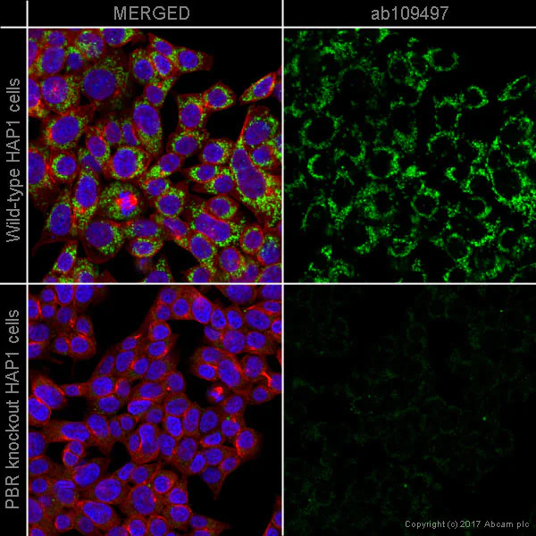 Immunocytochemistry/ Immunofluorescence - Anti-PBR antibody [EPR5384] - BSA and Azide free (AB213654)
