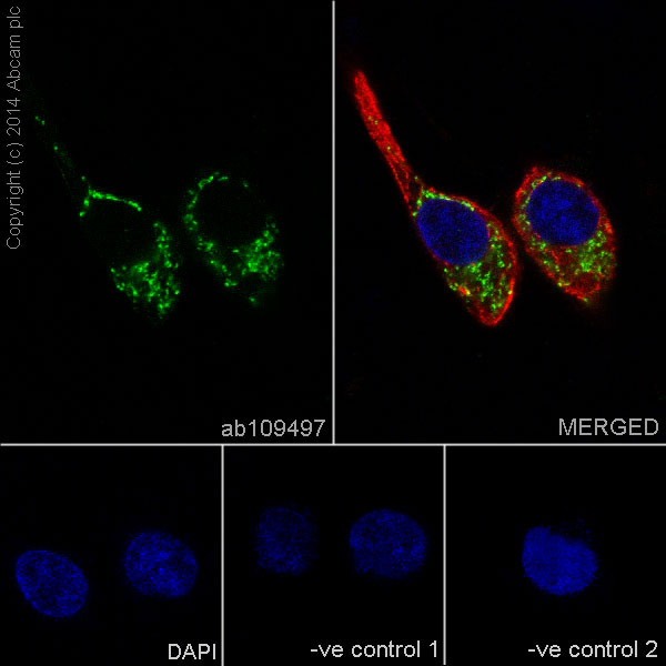 Immunocytochemistry/ Immunofluorescence - Anti-PBR antibody [EPR5384] - BSA and Azide free (ab213654), expandable thumbnail