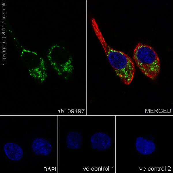 Immunocytochemistry/ Immunofluorescence - Anti-PBR antibody [EPR5384] - BSA and Azide free (AB213654)