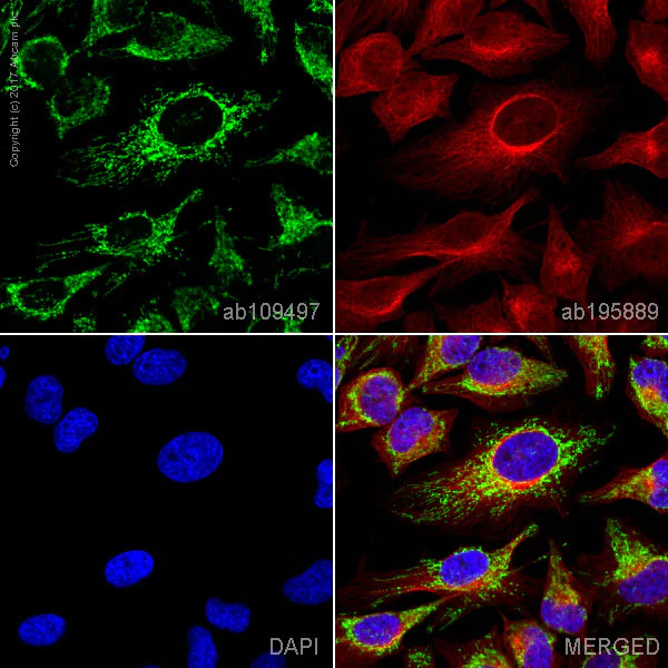 Immunocytochemistry/ Immunofluorescence - Anti-PBR antibody [EPR5384] - BSA and Azide free (AB213654)