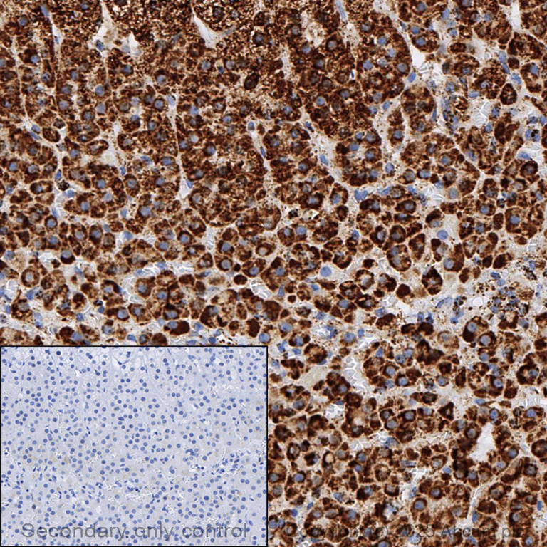 Immunohistochemistry (Formalin/PFA-fixed paraffin-embedded sections) - Anti-PBR antibody [EPR5384] - BSA and Azide free (AB213654)