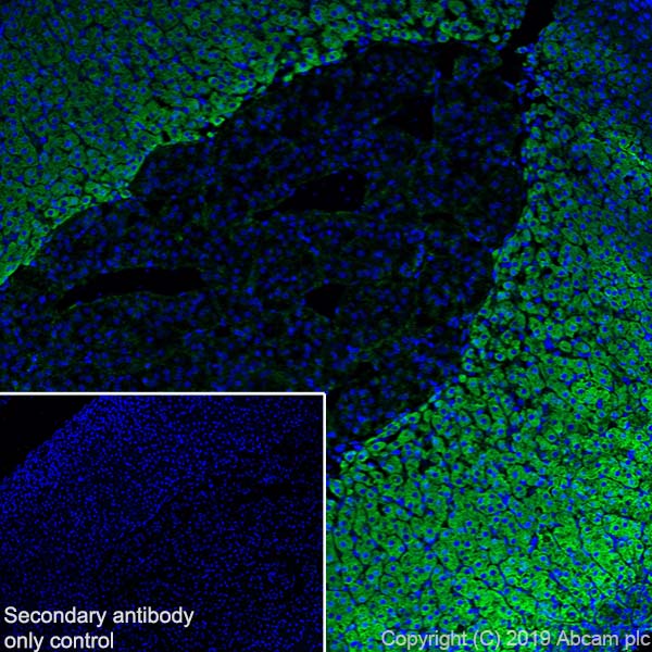 Immunohistochemistry (Frozen sections) - Anti-PBR antibody [EPR5384] - BSA and Azide free (ab213654), expandable thumbnail