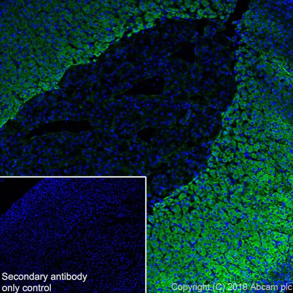 Immunohistochemistry (Frozen sections) - Anti-PBR antibody [EPR5384] - BSA and Azide free (AB213654)