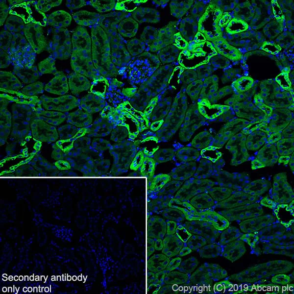 Immunohistochemistry (Frozen sections) - Anti-PBR antibody [EPR5384] - BSA and Azide free (AB213654)