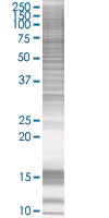 SDS-PAGE - PBR overexpression 293T lysate (whole cell) (AB94211)