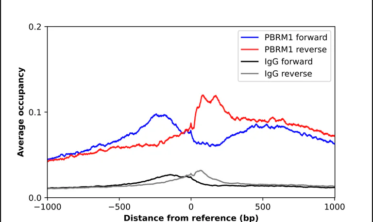 ChIP - Anti-PBRM1 Antibody (AB327250)