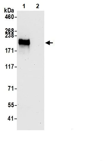 Immunoprecipitation - Anti-PBRM1/BAF180 antibody [BL-39-2C3] (AB243876)