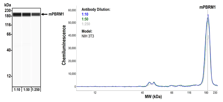 Western blot - Anti-PBRM1/BAF180 antibody [BL-39-2C3] - BSA free (AB272073)