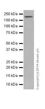 Western blot - Anti-PBRM1/BAF180 antibody [EPR15860] (AB196022), expandable thumbnail