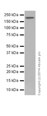 Western blot - Anti-PBRM1/BAF180 antibody [EPR15860] (AB196022)