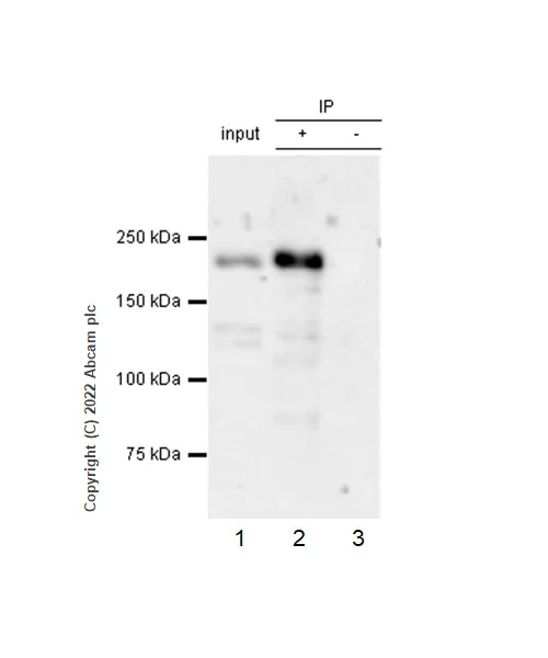 Immunoprecipitation - Anti-PBRM1/BAF180 antibody [EPR25199-139] (AB305223)
