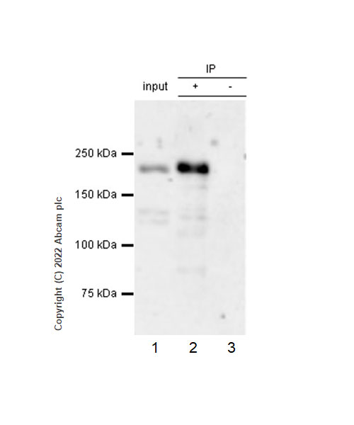 Immunoprecipitation - Anti-PBRM1/BAF180 antibody [EPR25199-139] - BSA and Azide free (AB305224), expandable thumbnail
