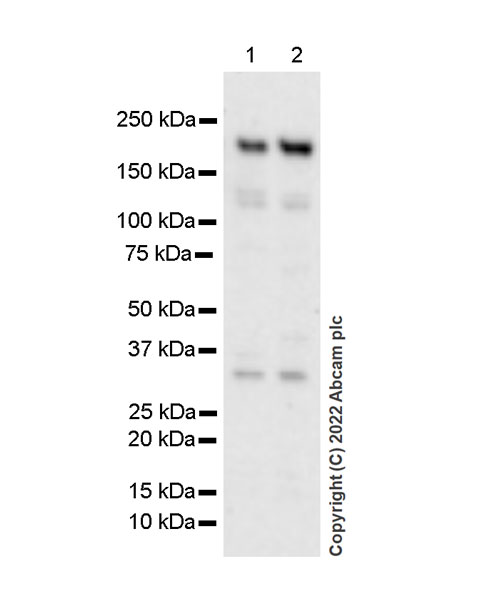 Western blot - Anti-PBRM1/BAF180 antibody [EPR25199-139] - BSA and Azide free (AB305224), expandable thumbnail