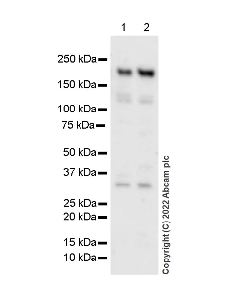 Western blot - Anti-PBRM1/BAF180 antibody [EPR25199-139] - BSA and Azide free (AB305224)
