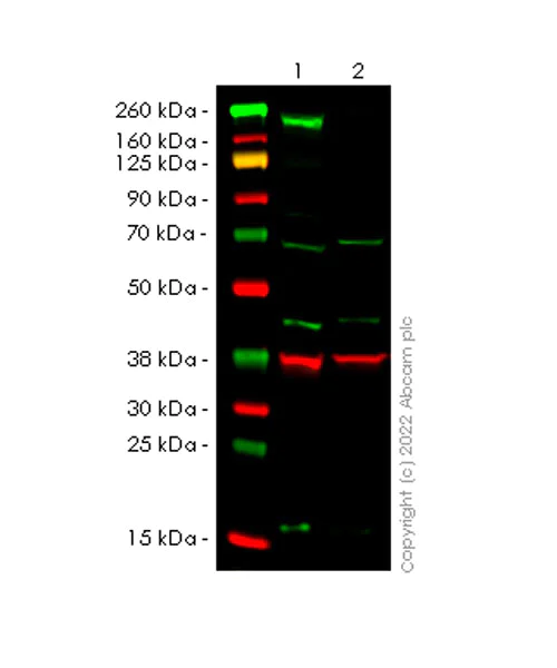 Western blot - Anti-PBRM1/BAF180 antibody [EPR25199-139] - BSA and Azide free (AB305224)