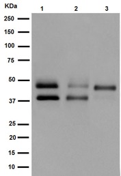 Western blot - Anti-PBX1/PRL antibody [EPR15937] (AB192606)