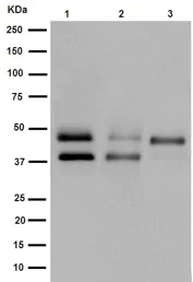 Western blot - Anti-PBX1/PRL antibody [EPR15937] - BSA and Azide free (AB251141)