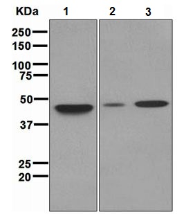 Western blot - Anti-Pbx3 antibody [EPR2833(2)] (AB109173)