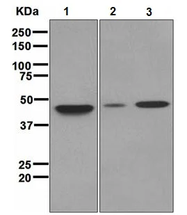 Western blot - Anti-Pbx3 antibody [EPR2833(2)] - BSA and Azide free (AB247777)
