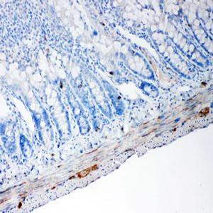 Immunohistochemistry (Formalin/PFA-fixed paraffin-embedded sections) - Anti-PC1/3 antibody (AB191452)