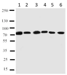 Western blot - Anti-PC1/3 antibody (AB191452)