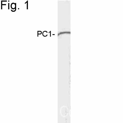 Western blot - Anti-PC1/3 antibody (AB3532)
