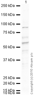 Western blot - Anti-PC1/3 antibody (AB3532)