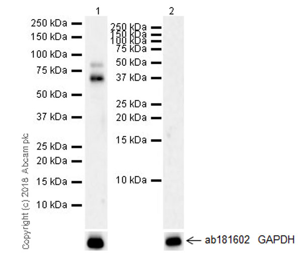 Western blot - Anti-PC1/3 antibody [EPR21908] (AB220363), expandable thumbnail
