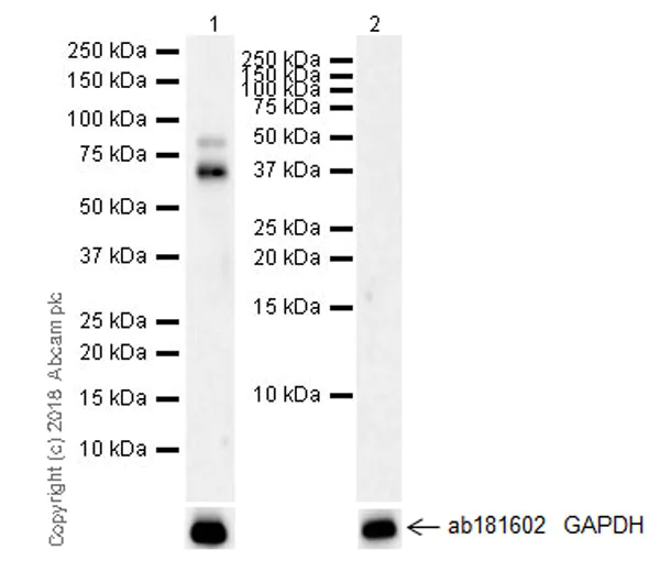Western blot - Anti-PC1/3 antibody [EPR21908] (AB220363)