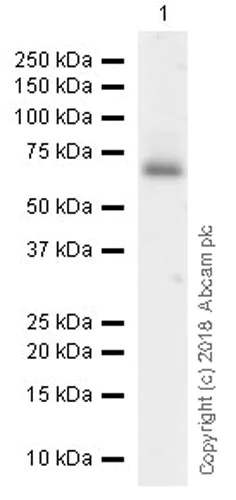 Western blot - Anti-PC1/3 antibody [EPR21908] (AB220363)